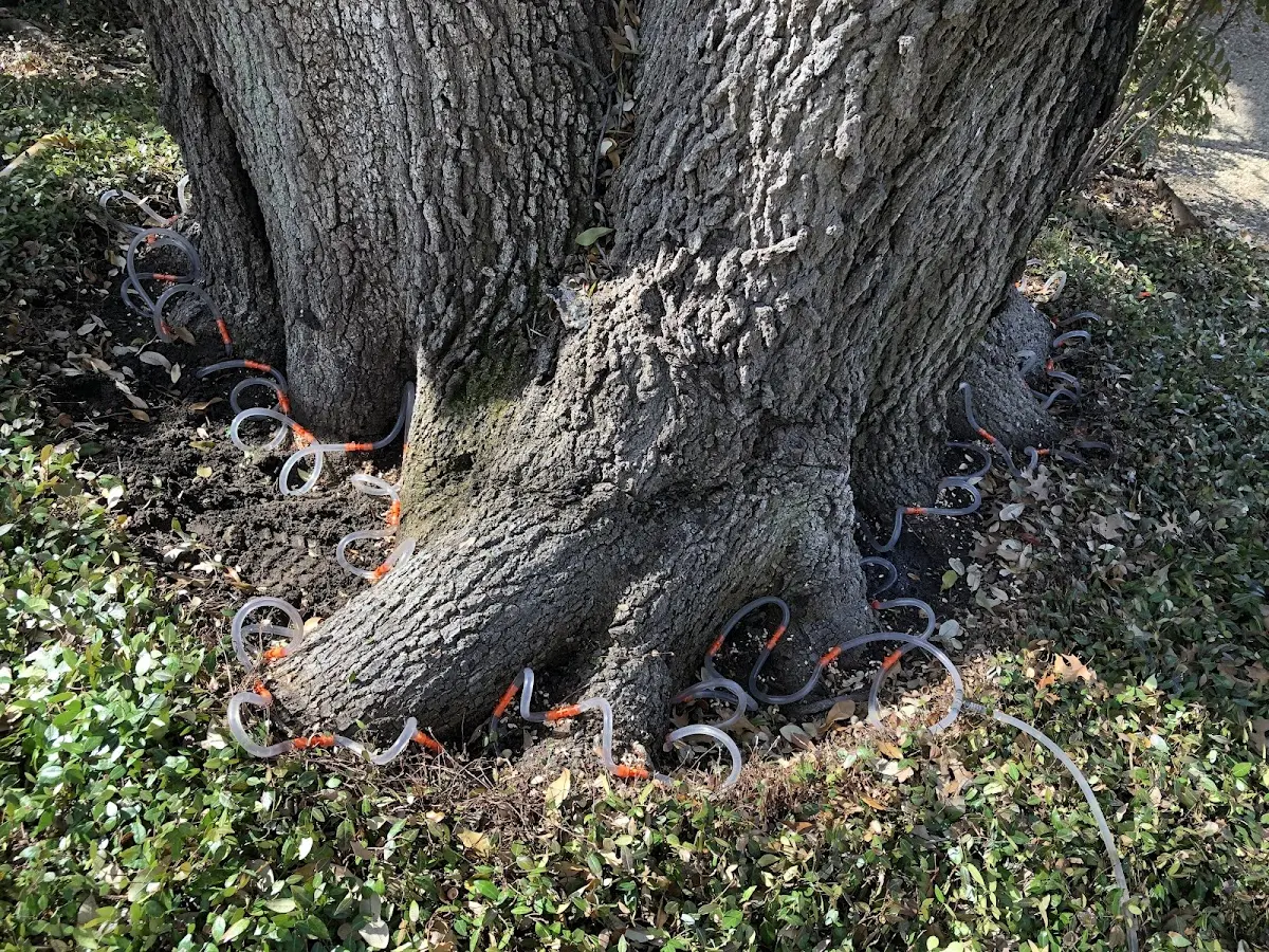 Detailed Tree Cabling and Bracing job site in East Texas