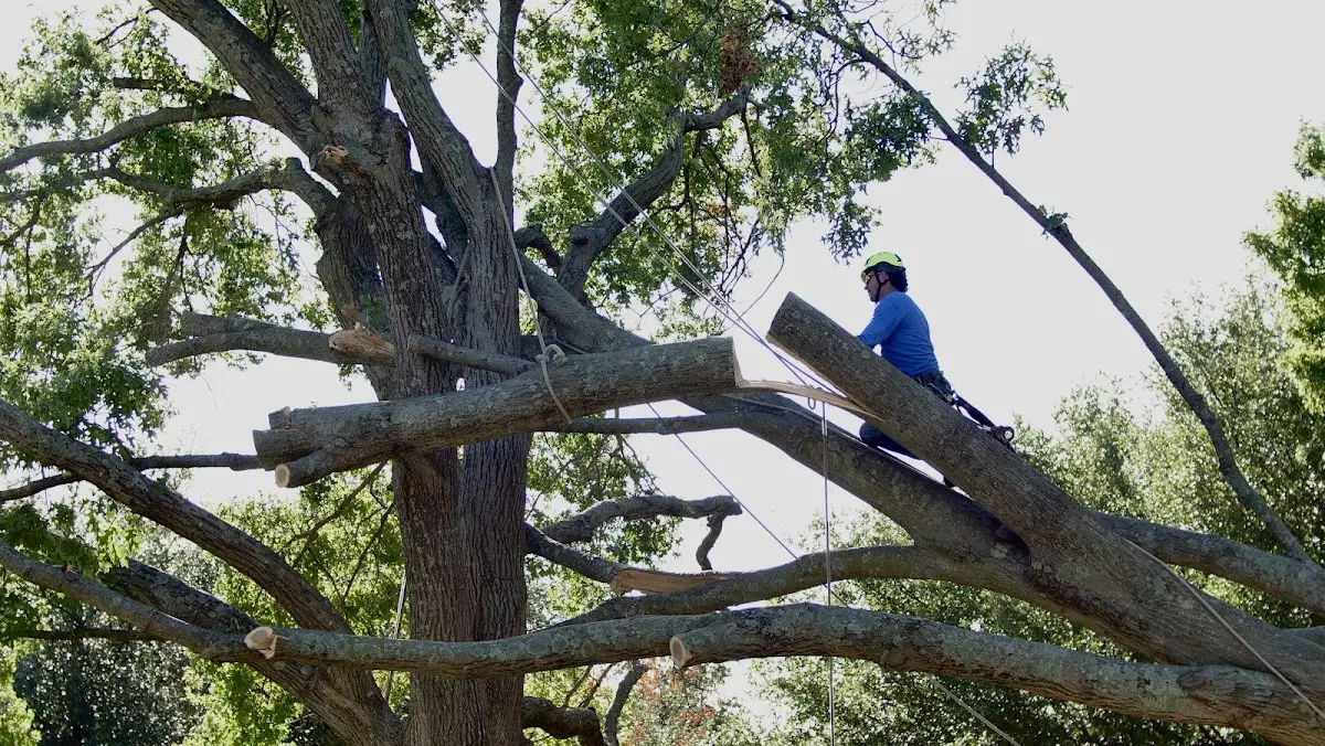 Professional Hazardous Tree Removal performed by certified arborists in East Texas