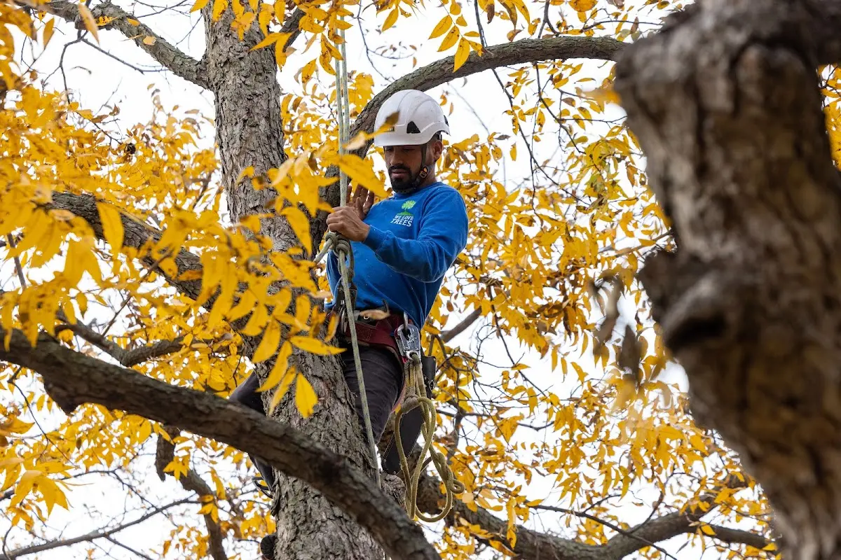 Skilled Tree Pruning crew working in East Texas